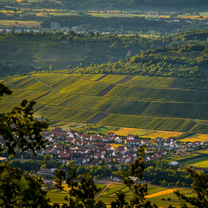 Blick auf die Metzinger Weinberge