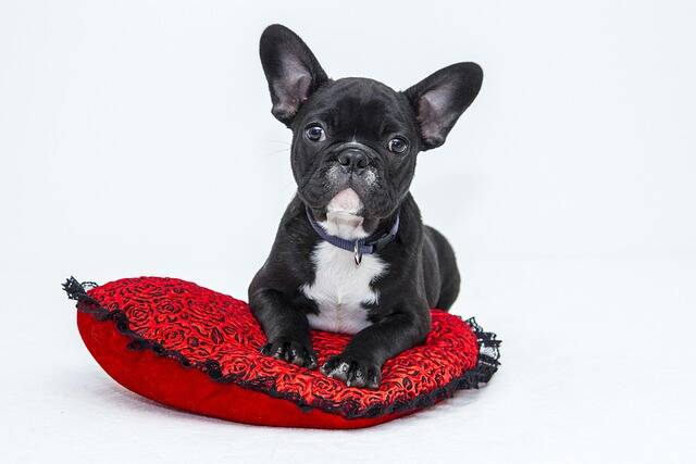 Mops auf einem Kissen