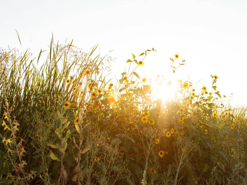 Hohe Gräser und gelbe Blumen leuchten im Sonnenlicht, das von hinten durchscheint.